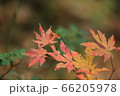 敵 赤色 日本の 66205978