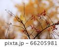 森林 か 屋外 66205981