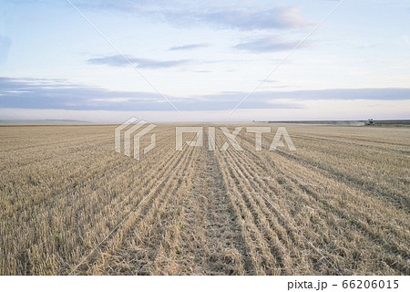 Beautiful agricultural field during cereal harvest 66206015