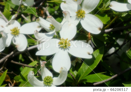 春の木の花：ハナミズキ：天の川の土手の街路路 66206517