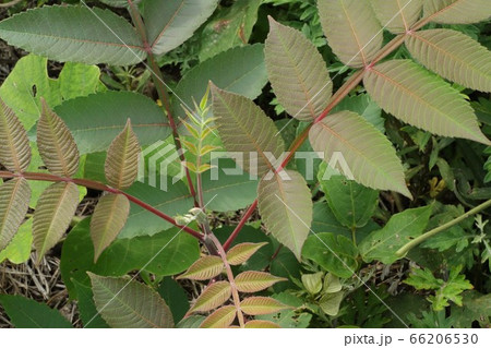 ヌルデの若葉(白膠木) ヌルデの若葉(白膠木) 66206530