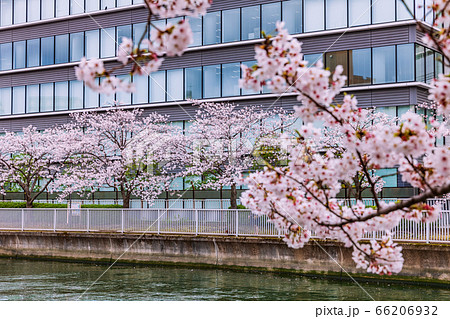 門前仲町の桜 東京 門前仲町の桜 東京 66206932