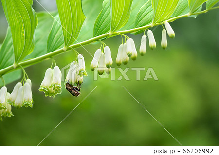 アマドコロ と ハナムグリ アマドコロ と ハナムグリ 66206992