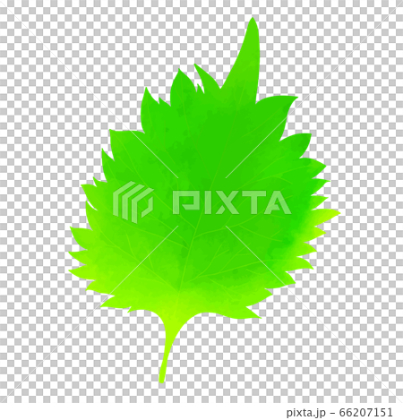 大葉 大葉 66207151