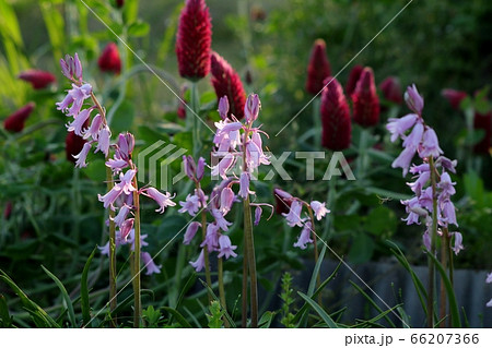 園芸品種：ツリガネスイセン：淀川河川敷 66207366