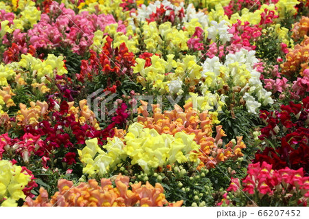 花壇に咲く花々 花壇に咲く花々 66207452