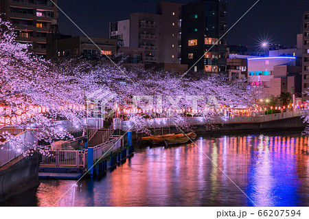 門前仲町のライトアップの桜並木　東京夜景 66207594