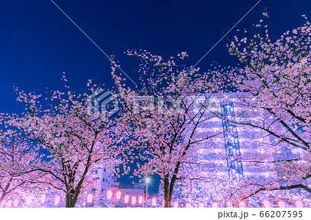 門前仲町のライトアップの桜並木　東京夜景 66207595