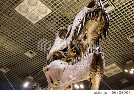 ホネ　ロック 66208007