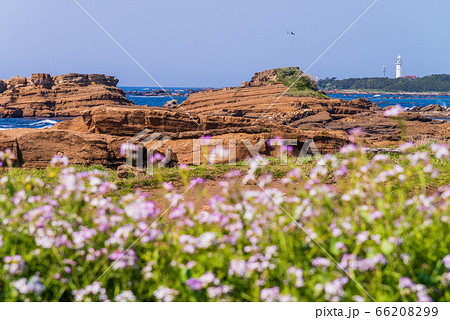 (千葉県)南房総・磯笛公園から望む、野島崎灯台 (千葉県)南房総・磯笛公園から望む、野島崎灯台 66208299
