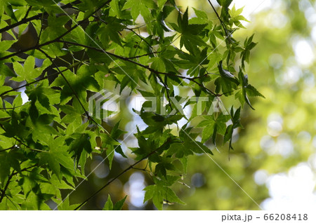 青葉(蚕養神社/京都市右京区太秦) 青葉(蚕養神社/京都市右京区太秦) 66208418
