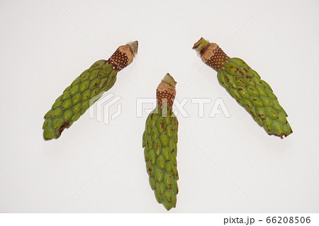 2020年6月5日自宅で撮影：ハクモクレンの実を撮る、バックは白色 66208506