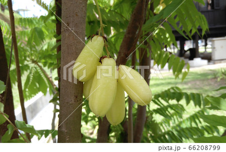 Averrhoa bilimbi commonly known belimbing buluh used by people at southeast Asia as a culinary spice and as a flavour enhancer to sour dishes.  66208799