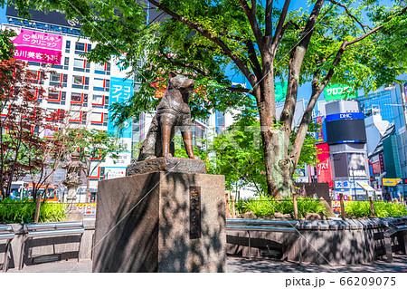 東京　渋谷　忠犬ハチ公の像 66209075