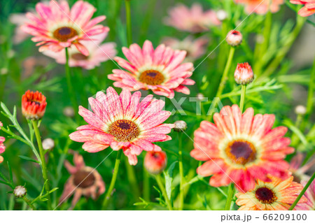 満開のピンクの花 5月 の写真素材