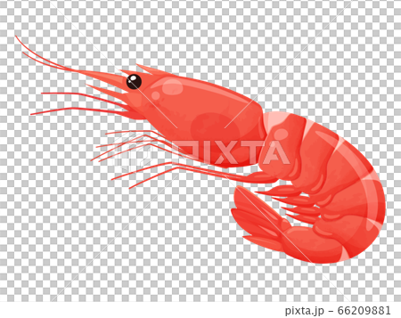 紅蝦的插圖 66209881