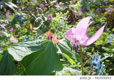 北海道浦臼町キナウスナイ カタクリとエンレイソウの花 北海道浦臼町キナウスナイ カタクリとエンレイソウの花 66209903