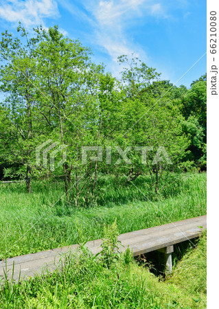 大町公園(千葉県市川市大町自然観察園) 大町公園(千葉県市川市大町自然観察園) 66210080