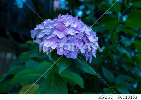 梅雨の花といえば紫陽花 66210163