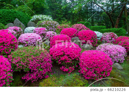 Amazing blossoming rhododendrons in japanese Amazing blossoming rhododendrons in japanese 66210226