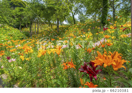 可睡ゆりの園 ユリの花 袋井市 静岡県 の写真素材