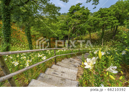 可睡ゆりの園 ユリの花 袋井市 【静岡県】 可睡ゆりの園 ユリの花 袋井市 【静岡県】 66210392