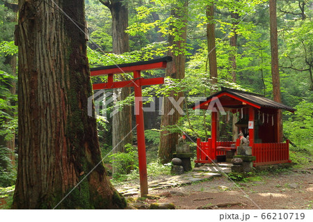 日光市　滝尾稲荷神社 66210719