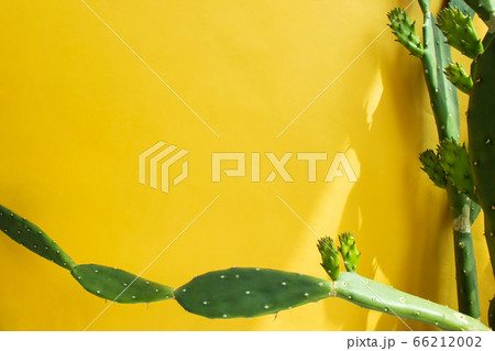 サボテン 植物 薬草 66212002