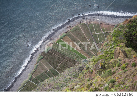 PORTUGAL MADEIRA PONTA DO SOL AGRICULTURE 66212260