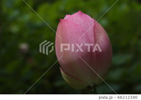 桃のごとき開花前の蓮のツボミ 66212390