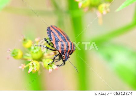 アカスジカメムシ 66212874