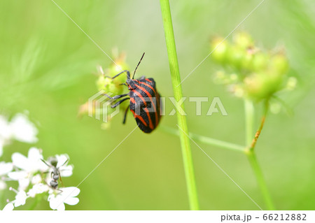 アカスジカメムシ アカスジカメムシ 66212882