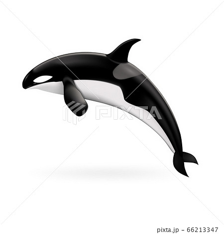 Orca whale icon, realistic style Orca whale icon, realistic style 66213347