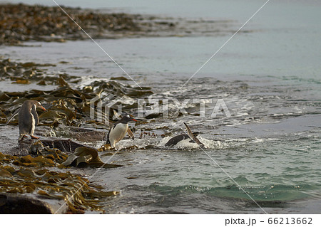 Gentoo Penguins go to sea in the Falkland Islands 66213662