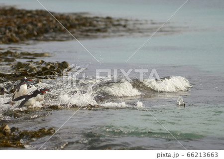 Gentoo Penguins go to sea in the Falkland Islands 66213663