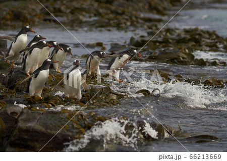 Gentoo Penguins go to sea in the Falkland Islands 66213669