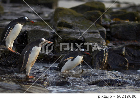 Gentoo Penguins go to sea in the Falkland Islands 66213680