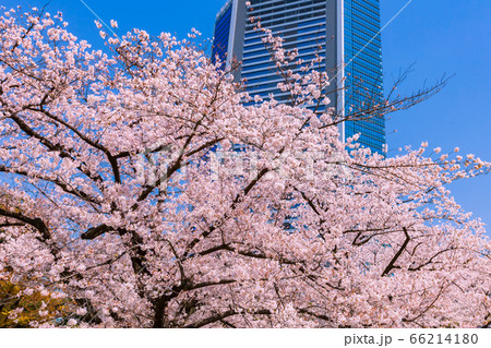 桜と高層ビル　旧芝離宮恩賜庭園 66214180