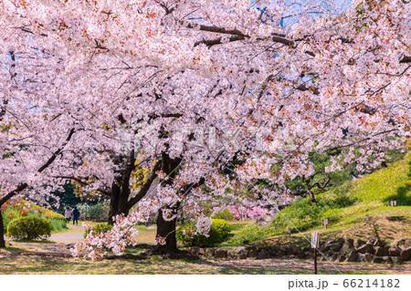 桜咲く旧芝離宮恩賜庭園 東京 桜咲く旧芝離宮恩賜庭園 東京 66214182