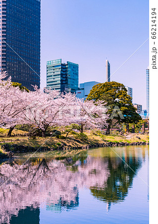 桜咲く旧芝離宮恩賜庭園 東京の写真素材