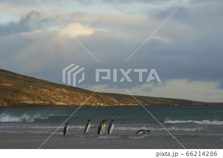 King Penguins on Saunders Island King Penguins on Saunders Island 66214286