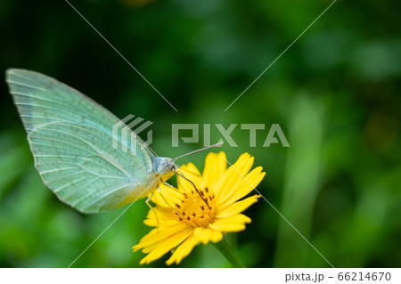Natural beautiful small butterfly Natural beautiful small butterfly 66214670