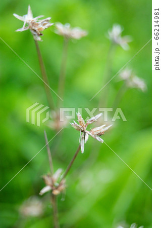 Small, beautiful, natural dried grass flowers 66214981