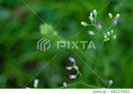 Small grass flowers that are naturally beautiful 66214982