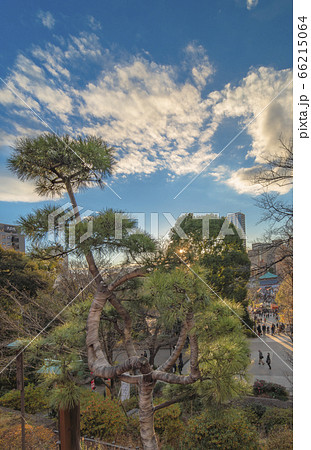 [東京・上野] 上野公園の清水寺観音堂の月の松。 66215064