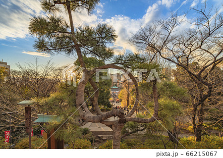 [東京・上野] 上野公園の清水寺観音堂の月の松に沈む夕日。 66215067