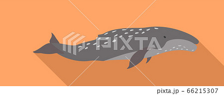 Humpback whale icon, flat style Humpback whale icon, flat style 66215307