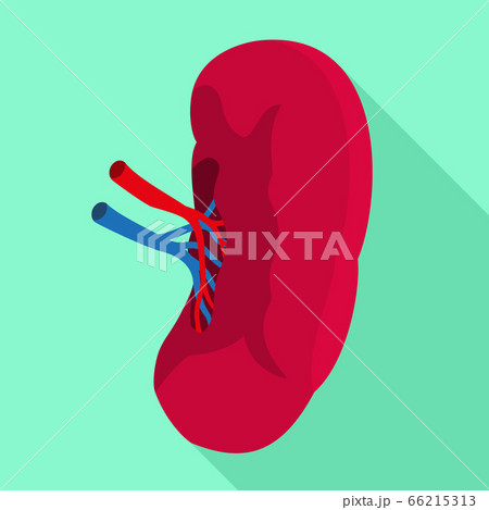 Spleen icon, flat style Spleen icon, flat style 66215313