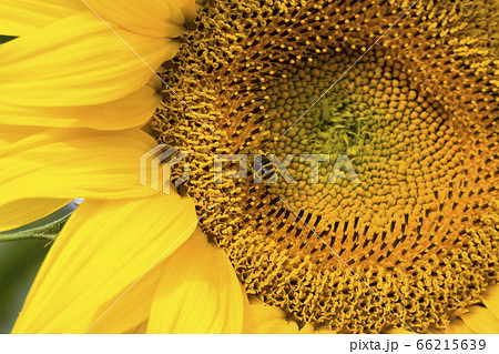 annual sunflower , close-up 66215639