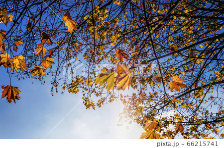 foliage in the autumn season 66215741